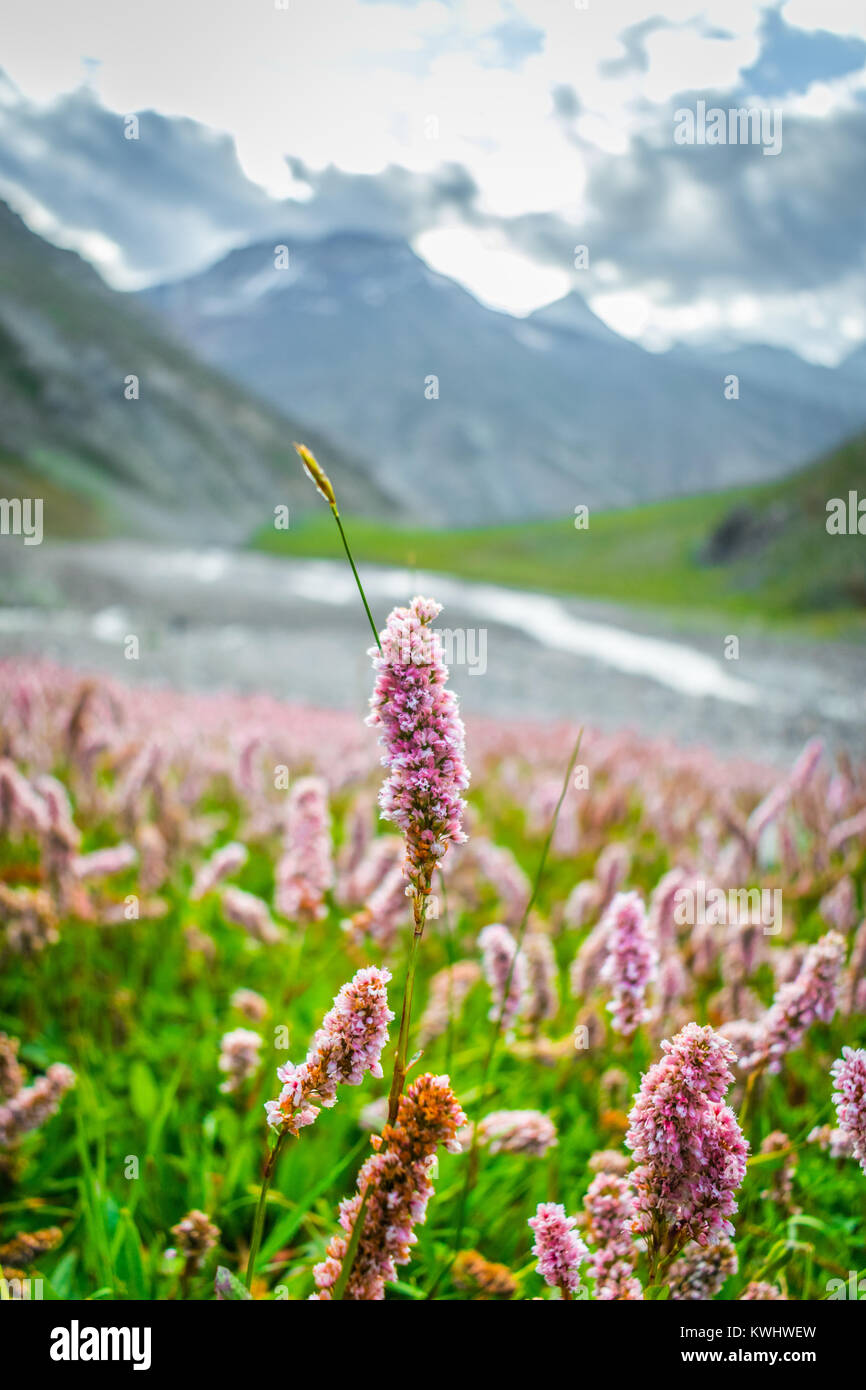 Fiori Selvatici (Panchi Nala bacini) fioritura di picco durante i mesi estivi in Lahaul e Spiti, Himalaya indiano. Foto Stock