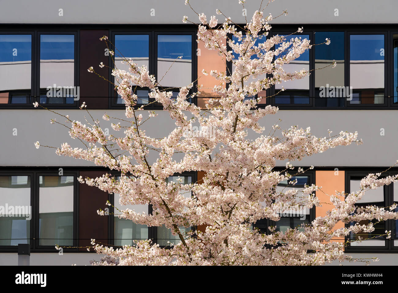 Fioritura primaverile melo nel giardino interno del moderno edificio con il riflesso del cielo blu specchiato in Windows Foto Stock