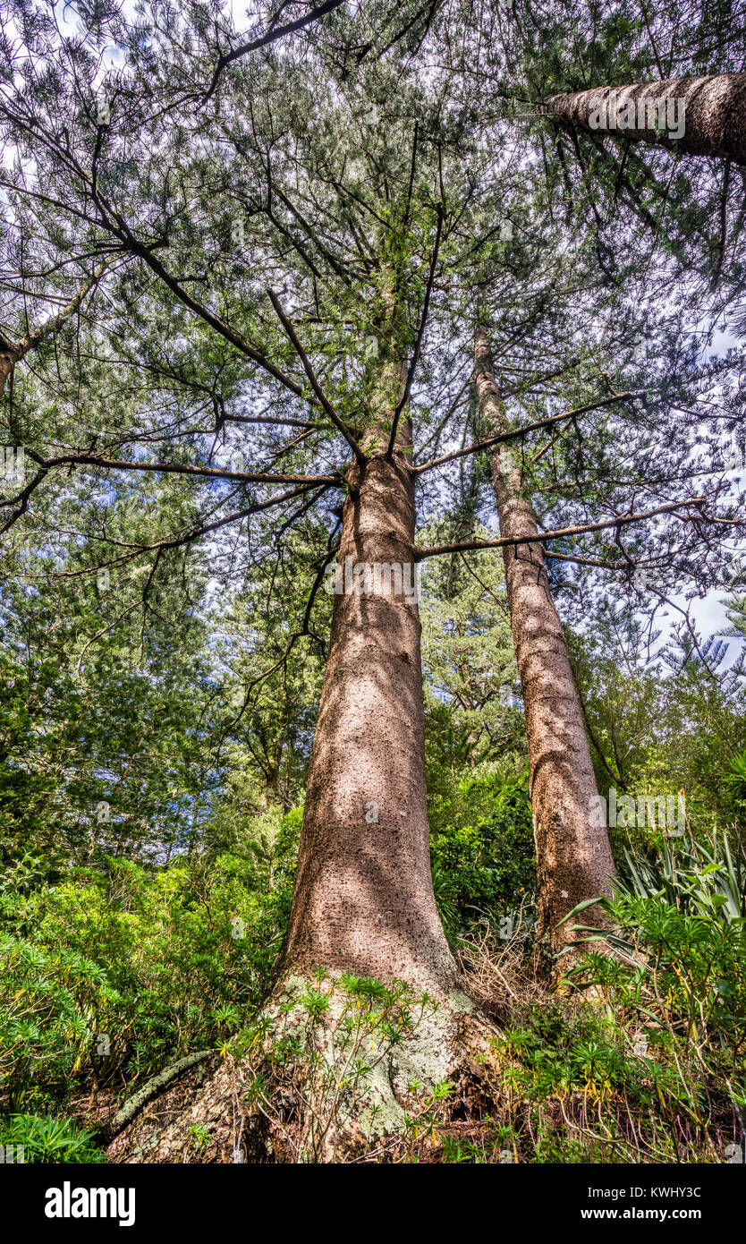 Isola Norfolk, australiano territorio esterno, Parco Nazionale di Norfolk Island maestosa Isola Norfolk Pines (Araucaria heterophylla) crescere dal lato o Foto Stock