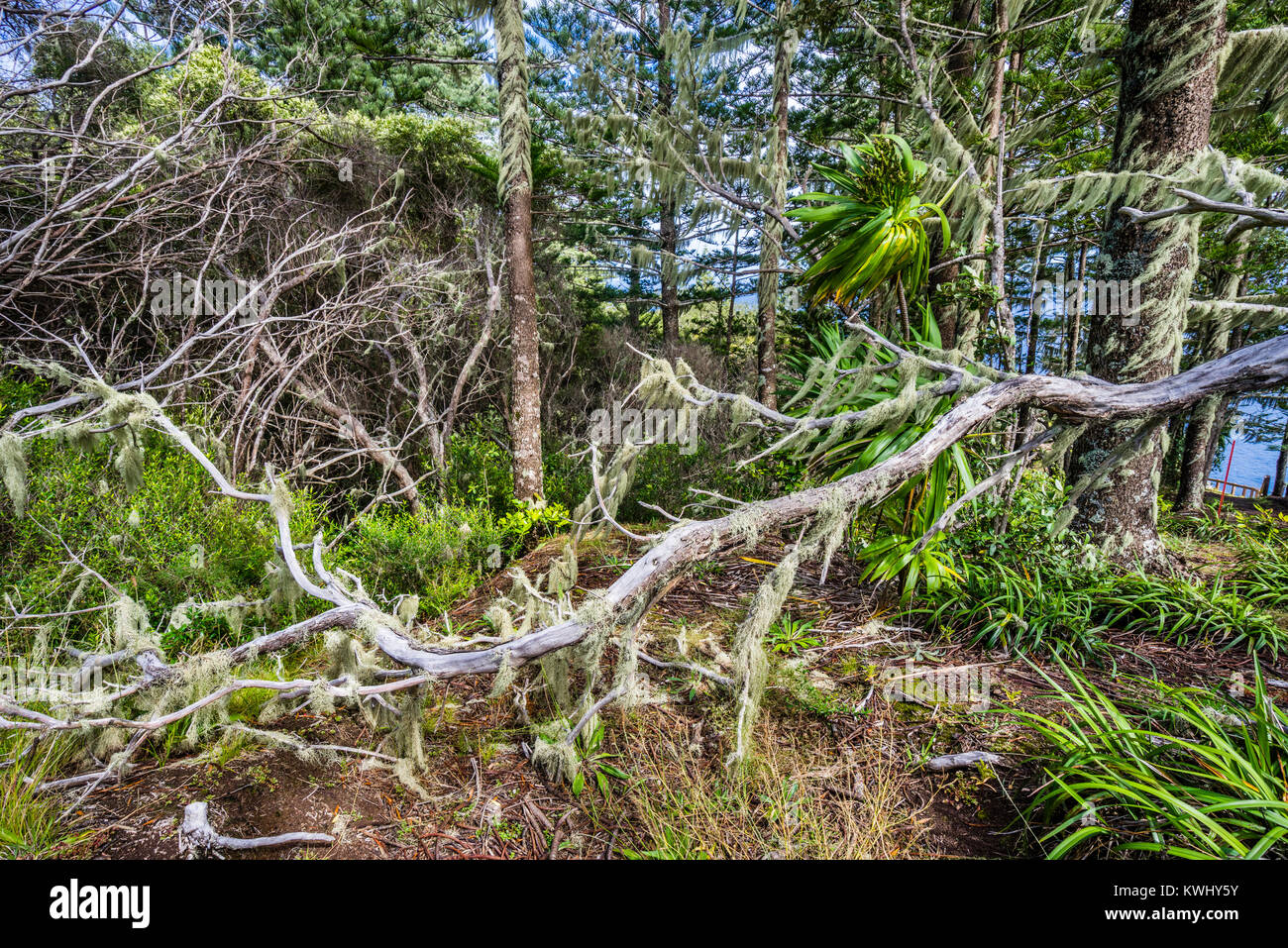 Isola Norfolk, australiano territorio esterno, Parco Nazionale di Norfolk Island briglia via, ramo tasseled con il vecchio uomo con la barba lichen Foto Stock