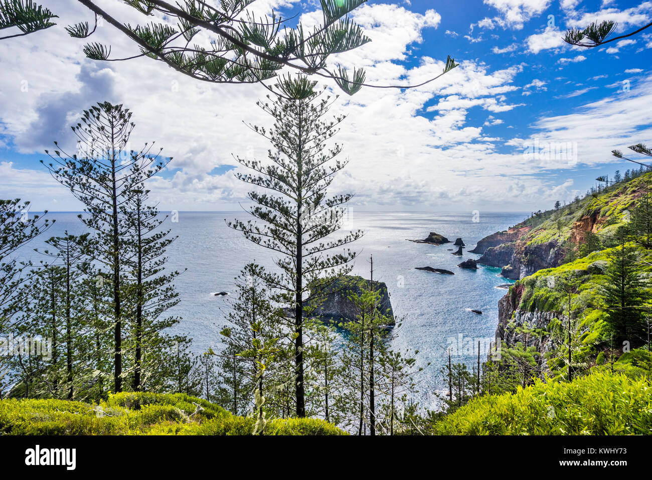 Isola Norfolk, australiano territorio esterno, Parco Nazionale di Norfolk Island maestosa Isola Norfolk Pines (Araucaria heterophylla) crescere dal lato o Foto Stock