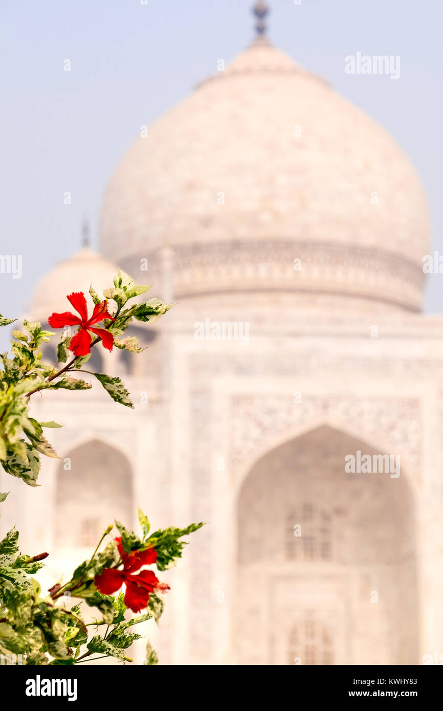 Il Taj Mahal, Agra, India. Costruito dall'imperatore Mughal Shah Jahan, il mausoleo case di sua moglie tomba Foto Stock