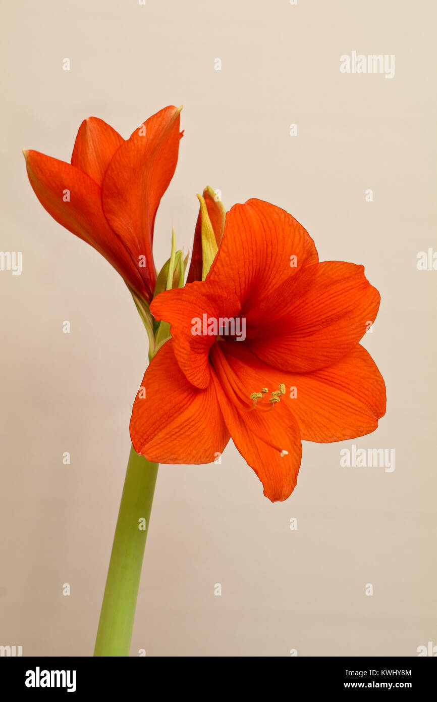 Fiore superbo Amaryllis (hippeastrum) Foto Stock