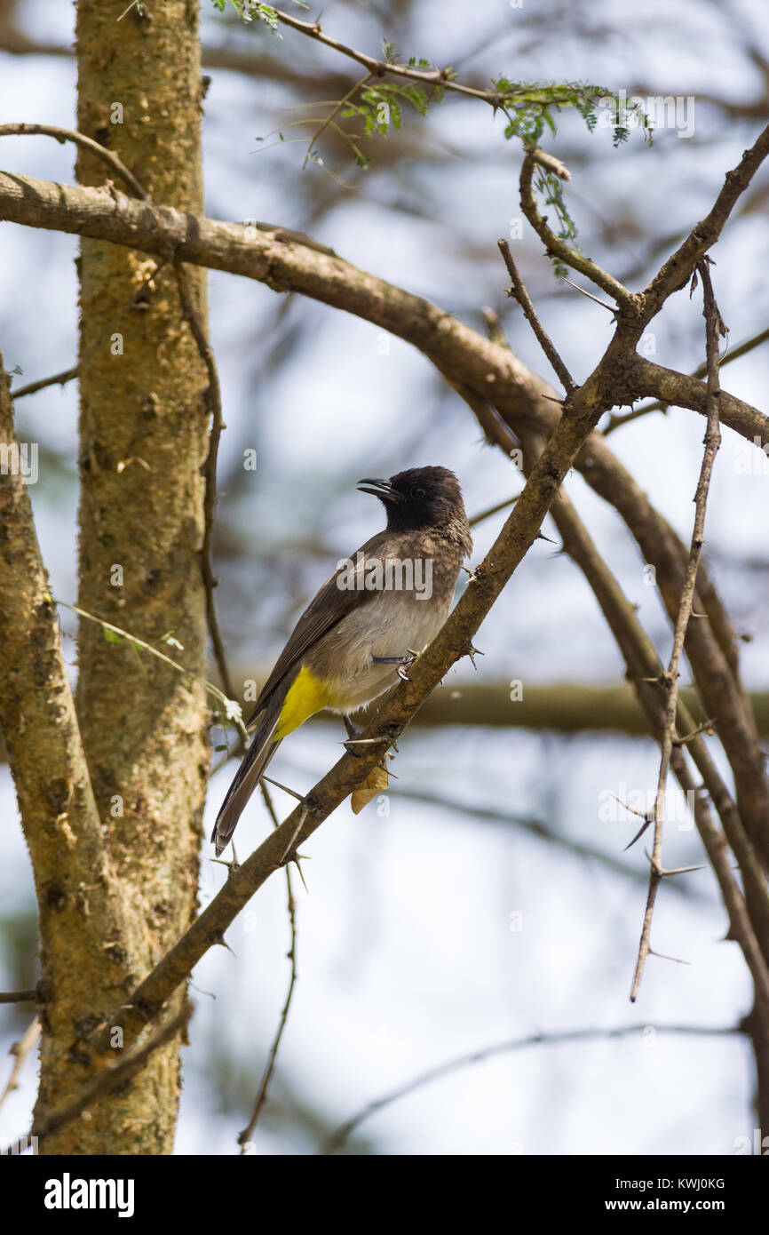 Bulbul comune (Pycnonotus barbatus) appollaiato sul ramo di albero, Nairobi, Kenya, Africa orientale Foto Stock