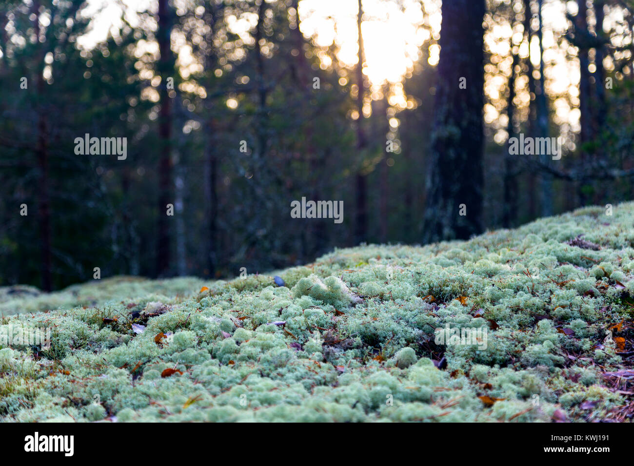 L'inverno nella foresta con Cladonia stellaris Moss copre il suolo (Svezia) Foto Stock