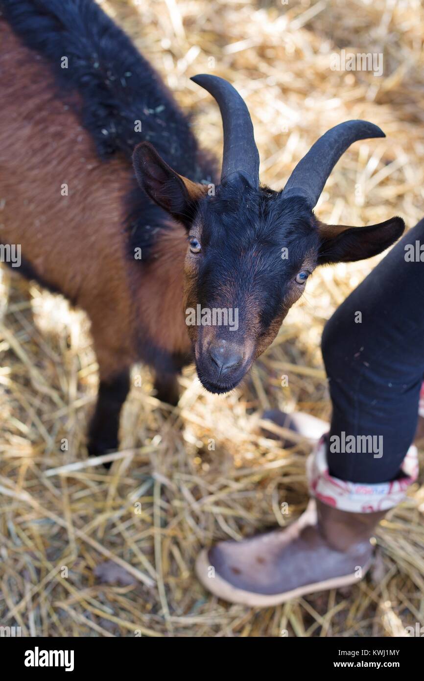 Un piccolo marrone e nero Capra in piedi sulla paglia, accanto ad una persona della gamba. Foto Stock