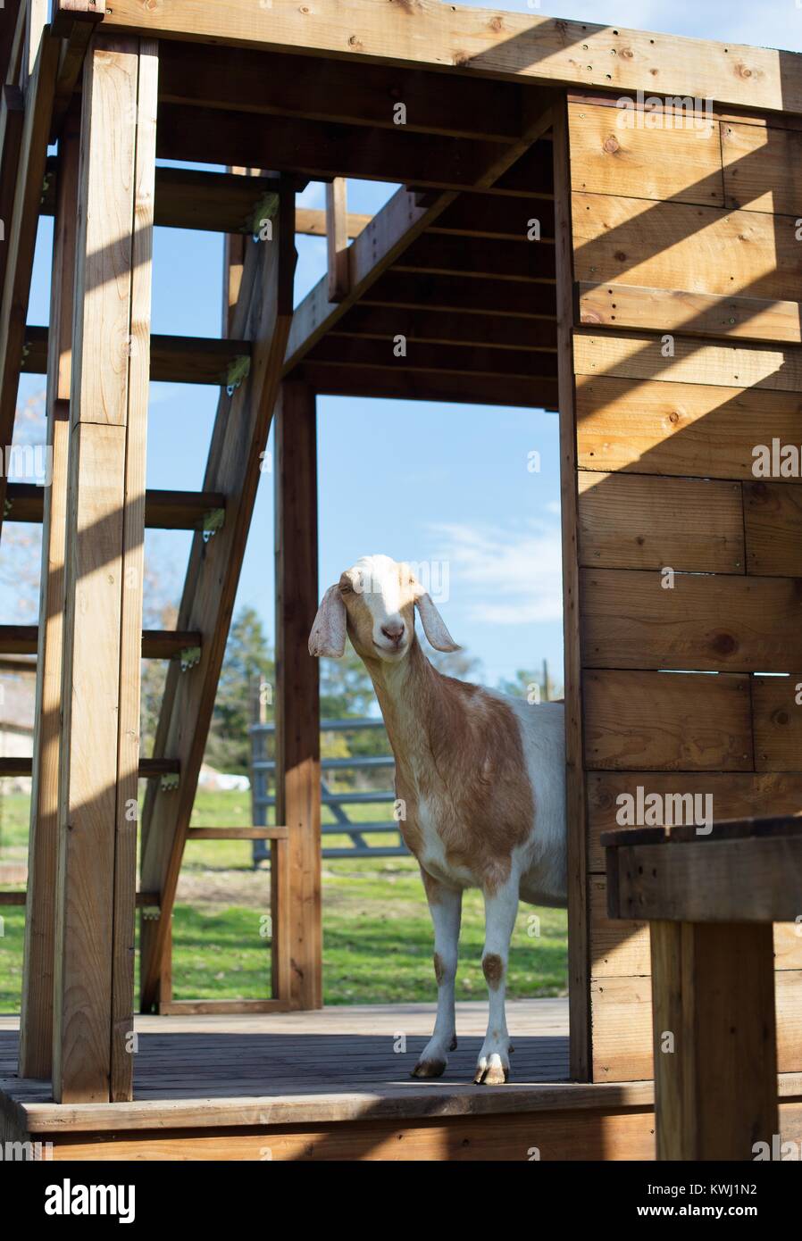 Un marrone e bianco Capra in piedi sul parco giochi attrezzato. Foto Stock