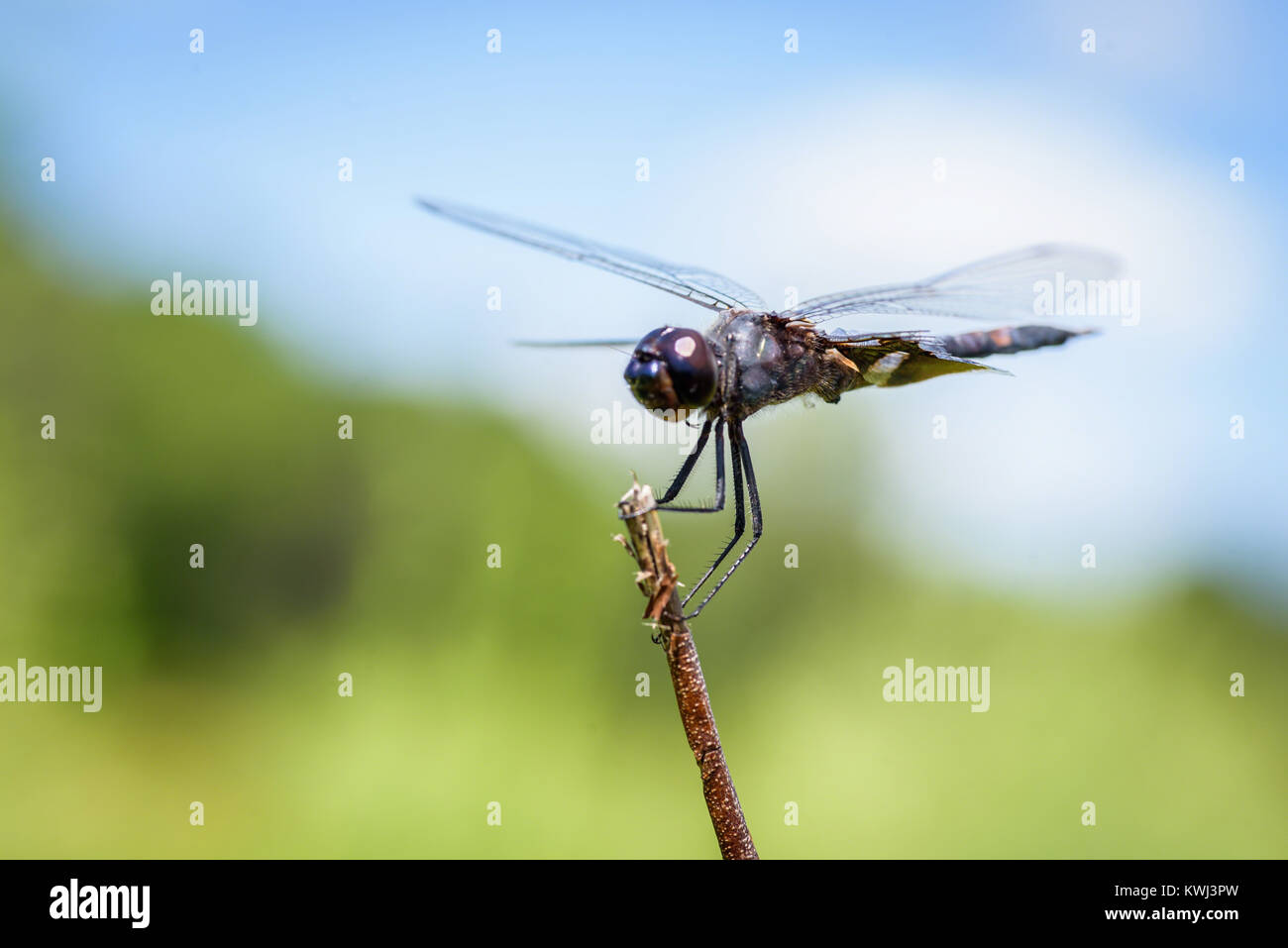 Extreme close up di una libellula di atterraggio su un gambo di fiore in estate Foto Stock