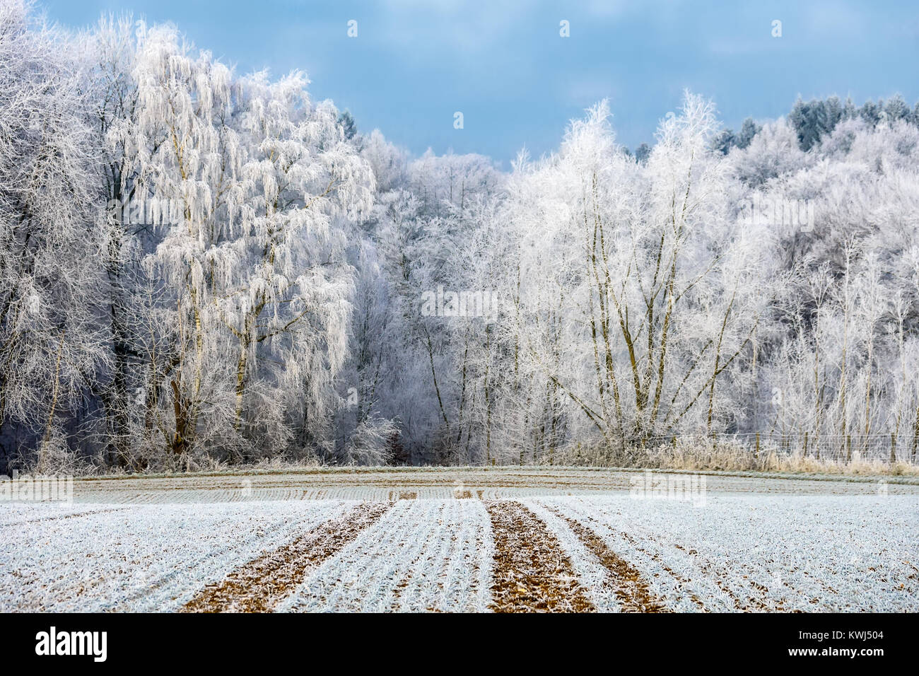 Bianco bosco di latifoglie, alberi erano in polvere con la trasformata per forte gradiente gelo su un freddo inverno mattina, il paese ha una granella di zucchero-come rivestimento, Renania-Palatinato, Foto Stock