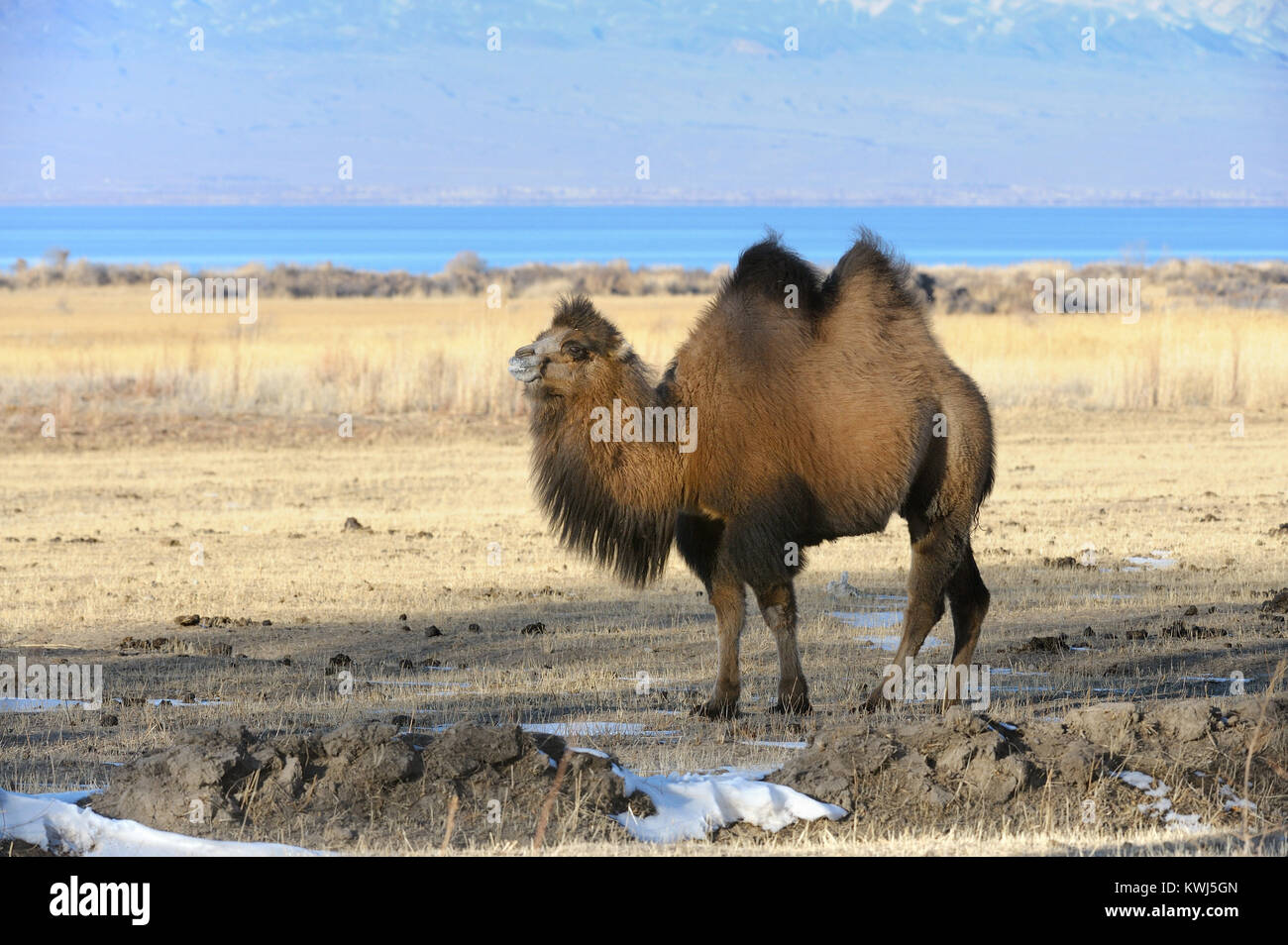 Il domestico cammello bactrian in Kirghizistan. Foto Stock