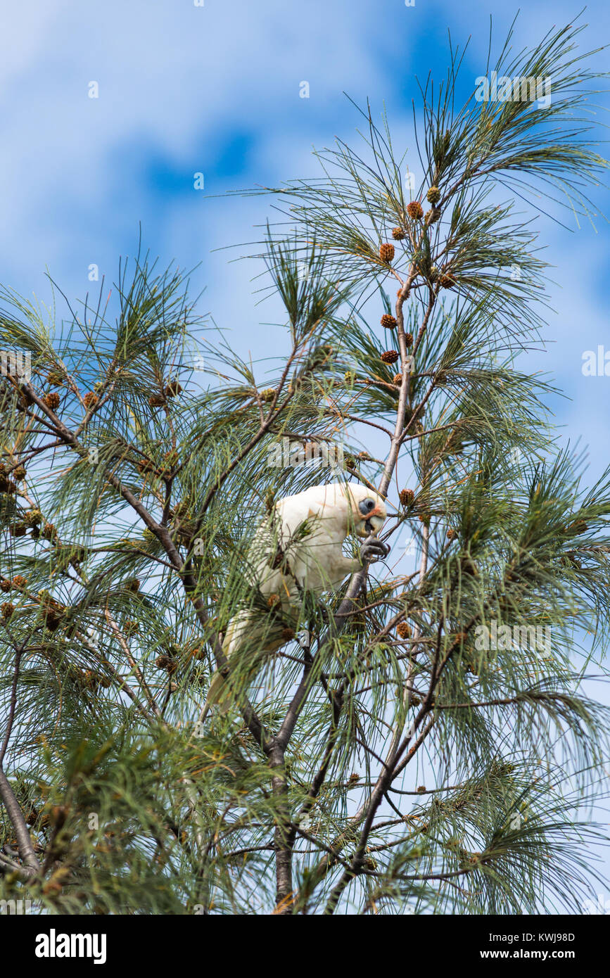 Gregge di Goffin Cacatua in alberi di Cape Byron Bay, Nuovo Galles del Sud, Australia. Foto Stock