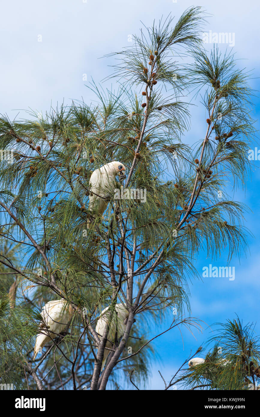 Gregge di Goffin Cacatua in alberi di Cape Byron Bay, Nuovo Galles del Sud, Australia. Foto Stock