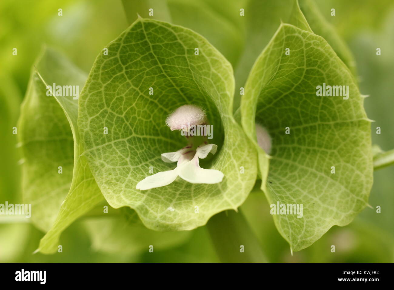 Fresco verde fiori di Moluccella laevis o campane di Irlanda, pianta annuale che fiorisce in un giardino inglese border tarda estate, England, Regno Unito Foto Stock