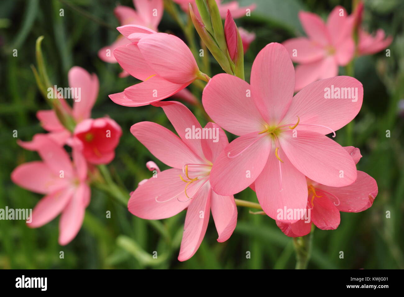 Schizostylis coccinea 'Sunrise', o Hesperantha coccinea 'Sunrise' AGM fioritura in un giardino confine in tarda estate, REGNO UNITO Foto Stock