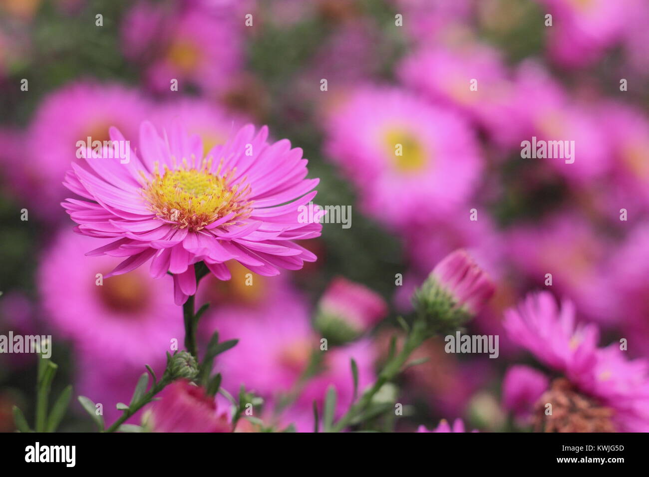 Symphyotrichum novi-belgii 'Jenny', una suggestiva rosa aster, o Michaelmas daisy, in flull bloom nella parte anteriore di un giardino al confine, Settembre, England Regno Unito Foto Stock