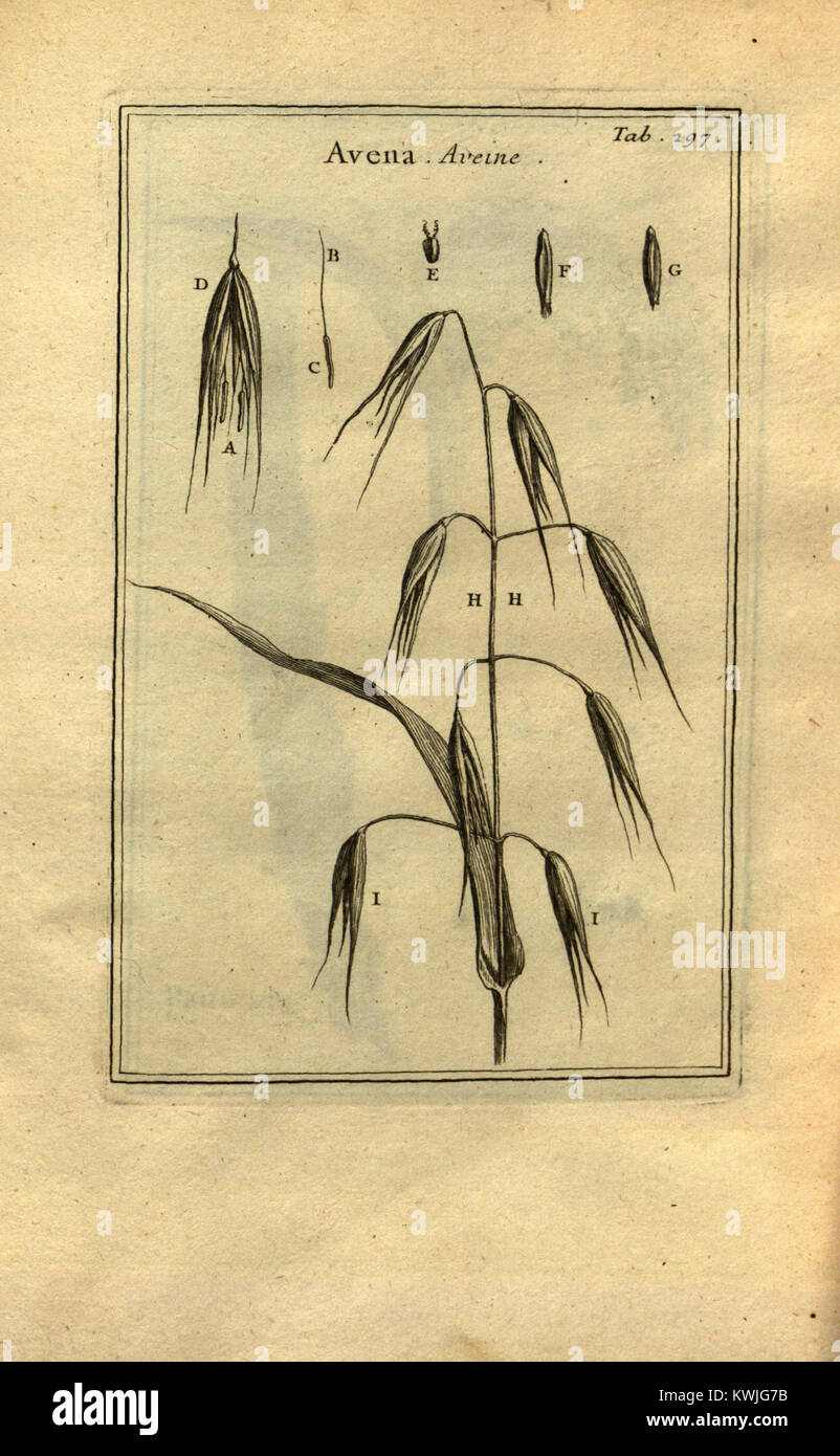 Questa illustrazione di *Institutiones rei herbariæ* dimostra una classificazione dettagliata delle piante attraverso parti morfologiche marcate e la disposizione tassonomica di generi e specie. Foto Stock