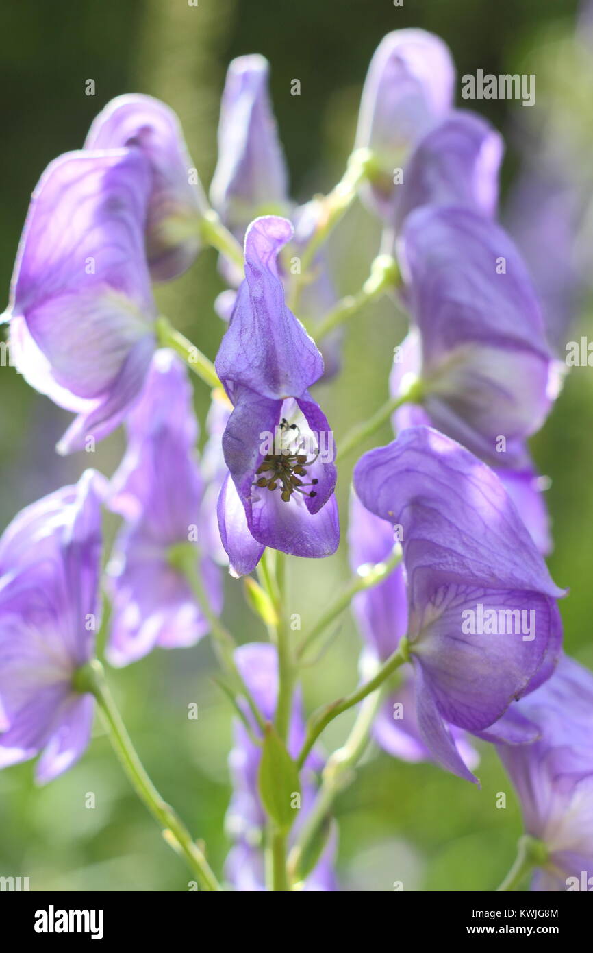 Fiori con cappuccio di Monkshood (Aconitum napellus), un velenoso tall perenni, che fiorisce in un giardino di confine, England, Regno Unito Foto Stock