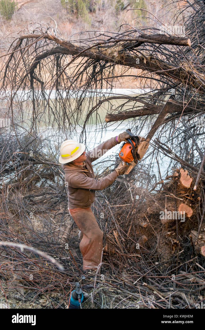 Gateway, Colorado - Lavoratori per il Bureau of Land Management rimuovere tamerici invasive dalle rive del fiume Dolores. Tamerici sono una grande pro Foto Stock