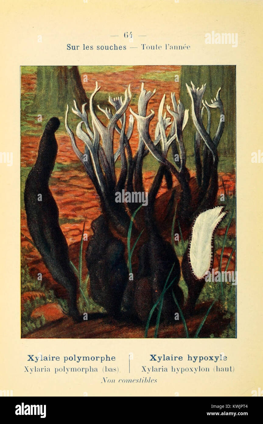 Questo atlante tascabile presenta vari funghi commestibili e velenosi, offrendo guide di identificazione dettagliate. È una risorsa preziosa per chiunque sia interessato alla micologia e al foraggio sicuro di funghi. Foto Stock