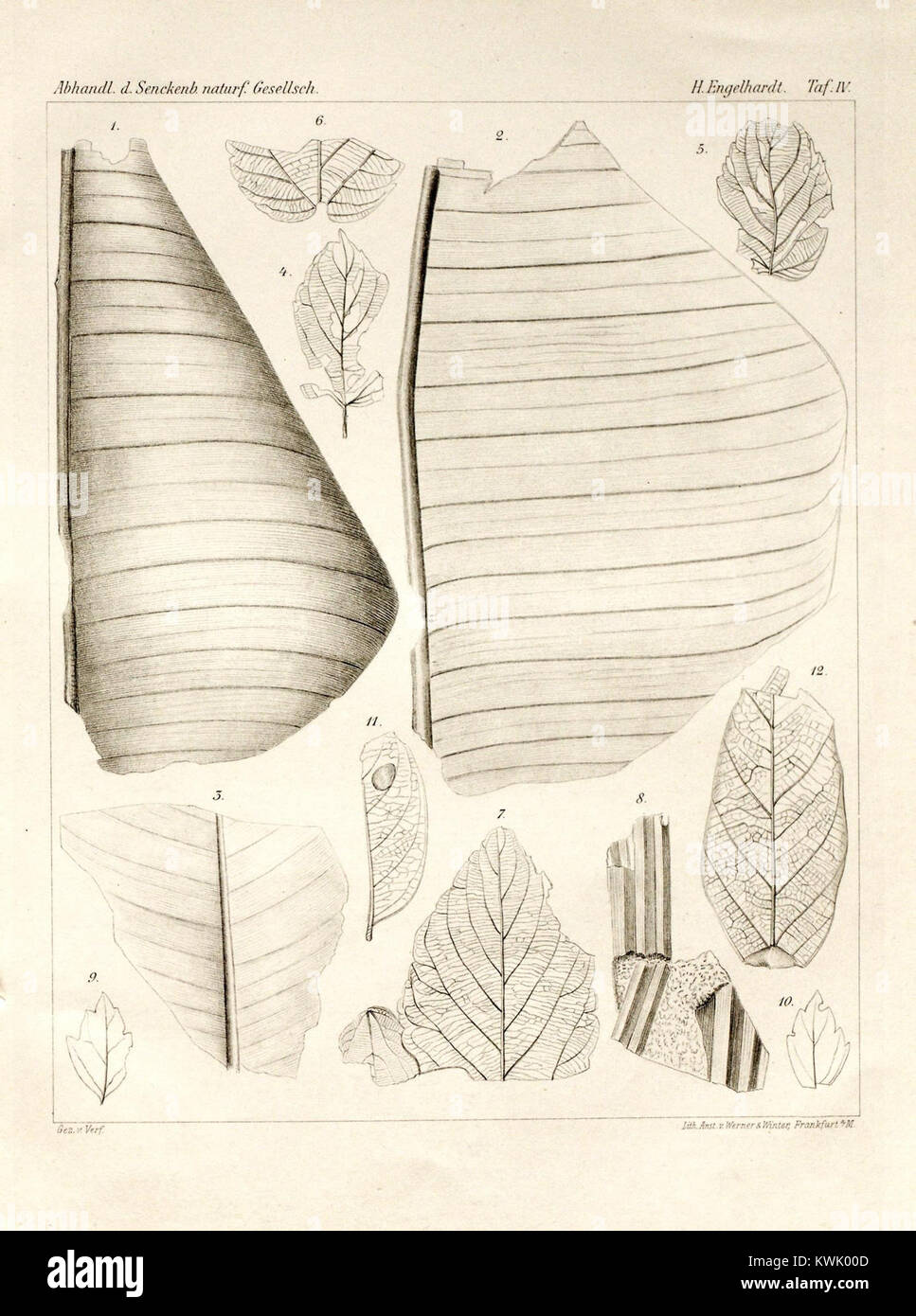 L'illustrazione mostra i resti di piante fossili del periodo terziario a Himmelsberg vicino Fulda, Germania, evidenziando gli strati geologici e la vegetazione di un ex paesaggio vulcanico ora designato come riserva naturale. Foto Stock