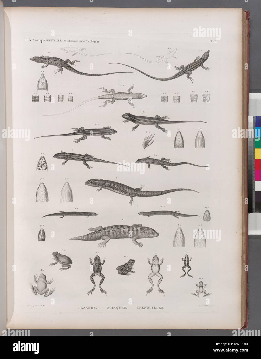 Zoologie. Rettili. (Supplemento). Lézards; Scinques; Grenouilles (NYPL b14212718-1268496) Foto Stock