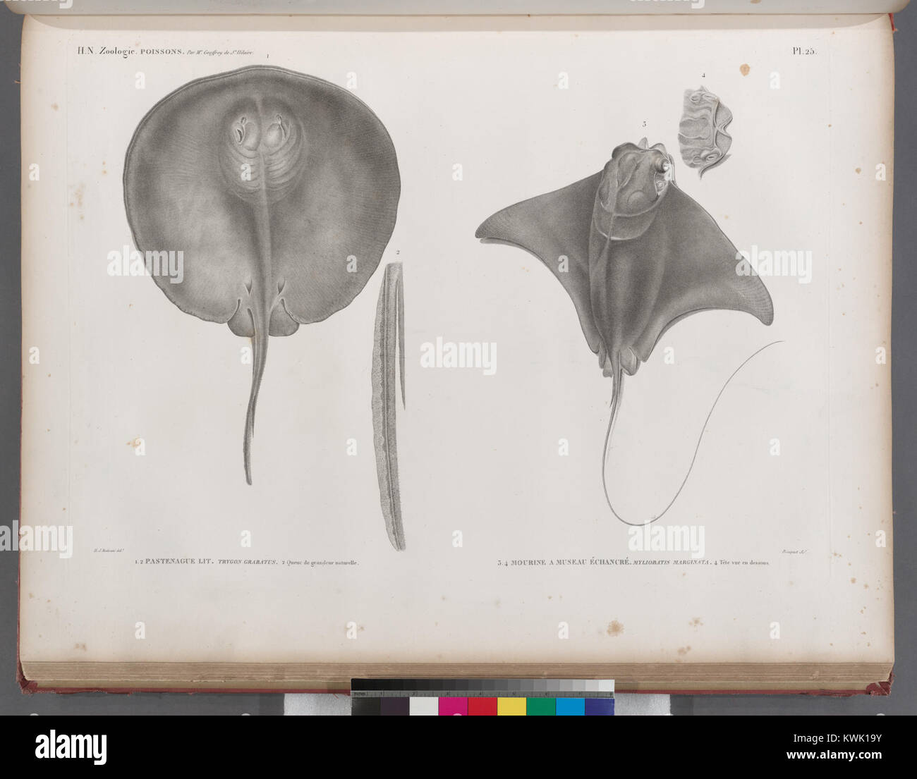 Questa illustrazione zoologica raffigura le specie ittiche pastenague (Trygon grabatus) e mourina (Myliobatis marginata), mostrando le loro dimensioni naturali e le caratteristiche anatomiche chiave come le loro code e teste. Foto Stock