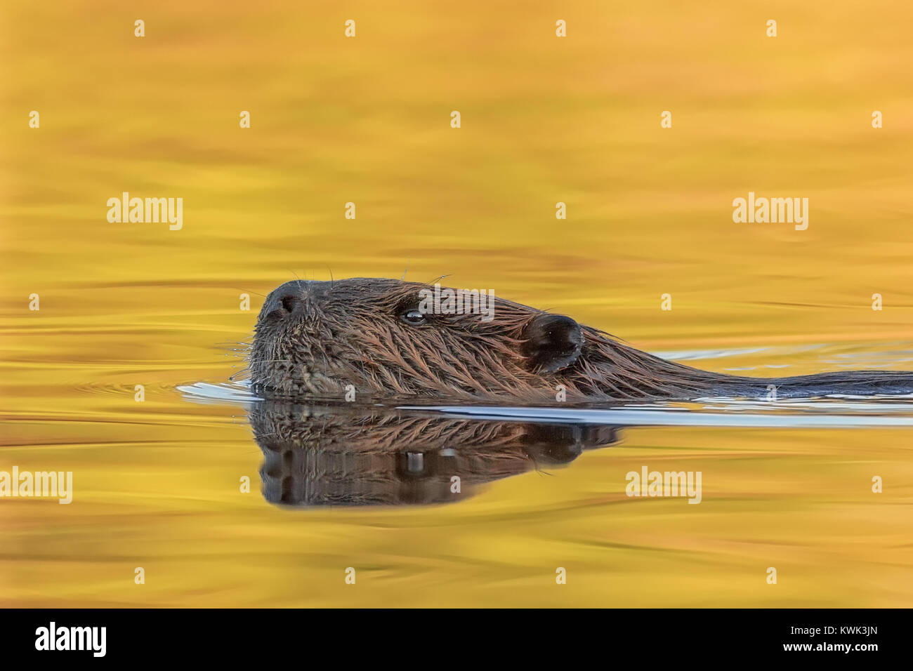Un Castoro su Golden Pond. Foto Stock