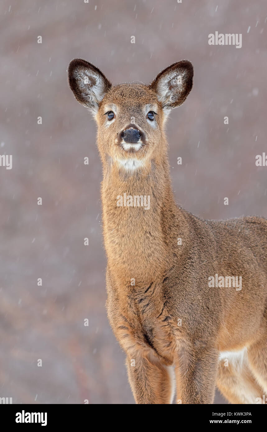 Un white-Tailed Deer ritratto in una doccia di neve. Foto Stock