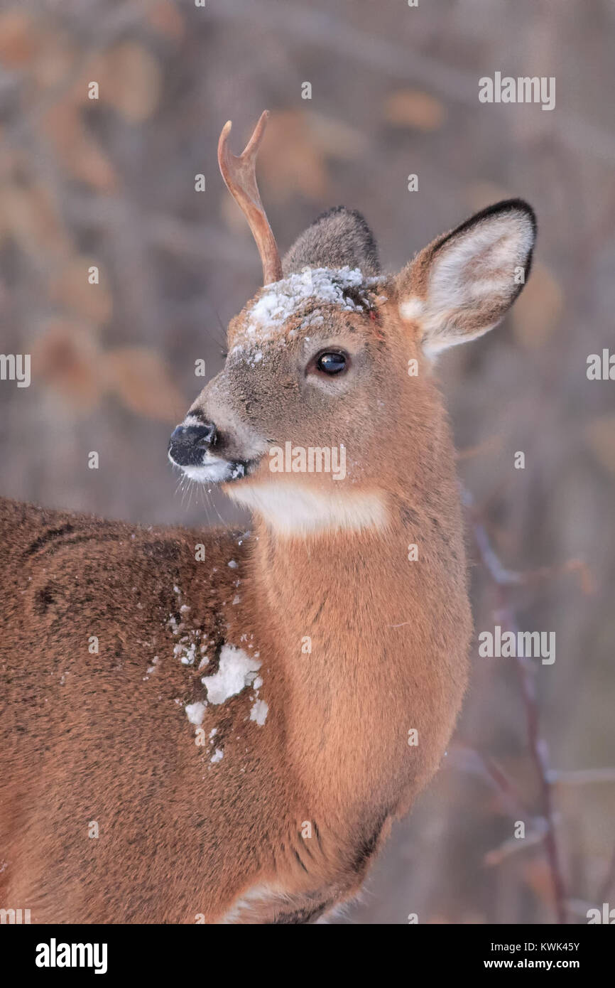 Un bianco-tailed buck che aveva versato il suo corna a pochi minuti fa. Foto Stock