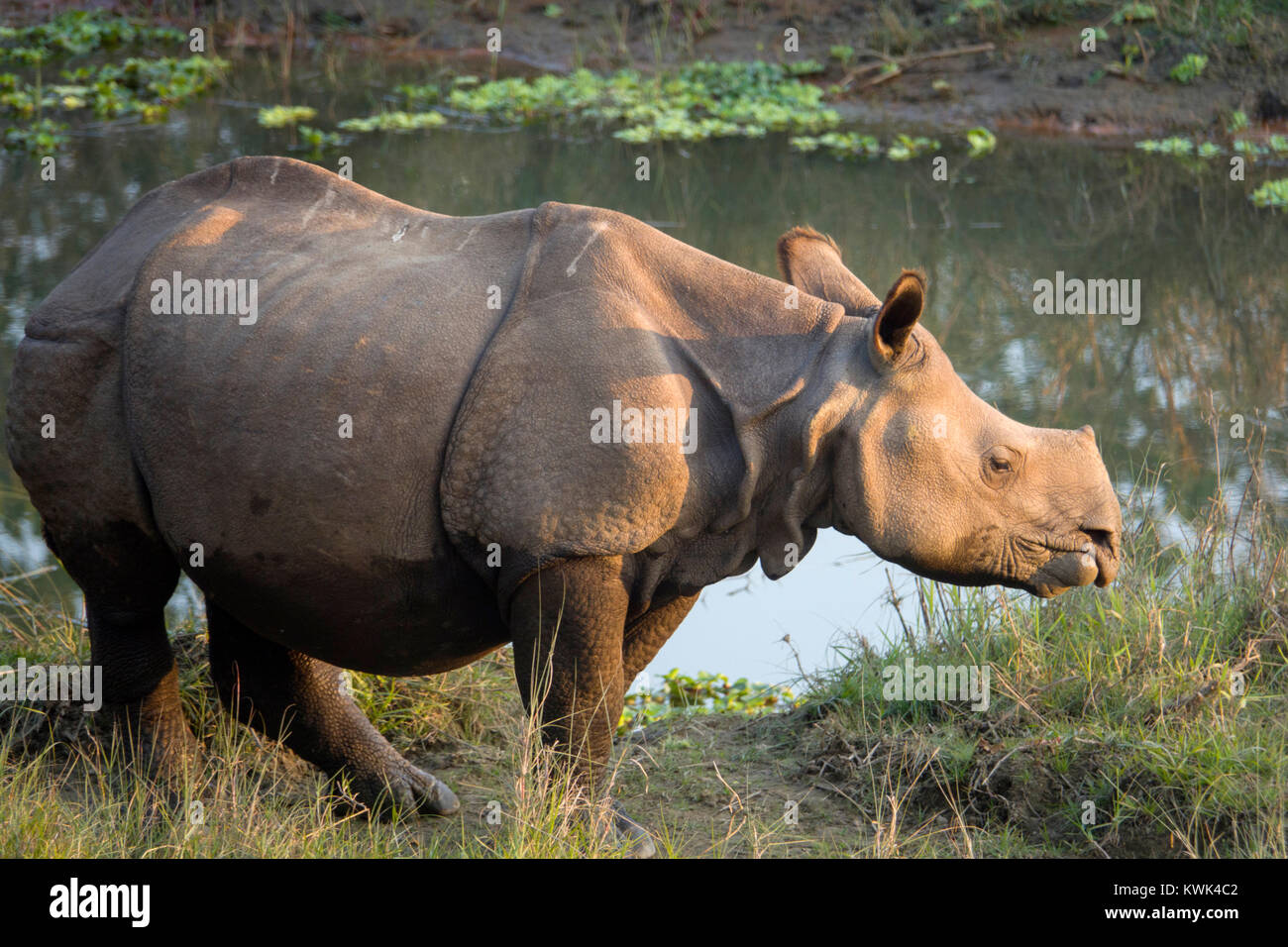 I capretti maggiore di un corno di rinoceronte (Rhinoceros unicornis) in Chitwan il parco nazionale, il Nepal Foto Stock