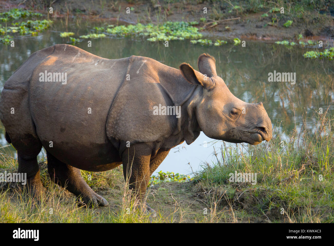 I capretti maggiore di un corno di rinoceronte (Rhinoceros unicornis) in Chitwan il parco nazionale, il Nepal Foto Stock