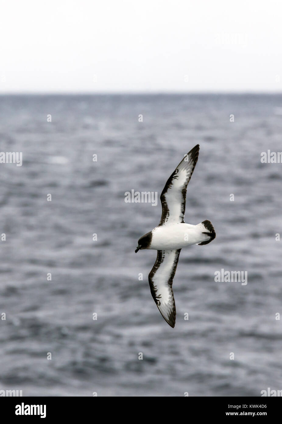 Cape Petrel; Daption capense; bird sorvolando il passaggio di Drake tra Argentina e Antartide Foto Stock