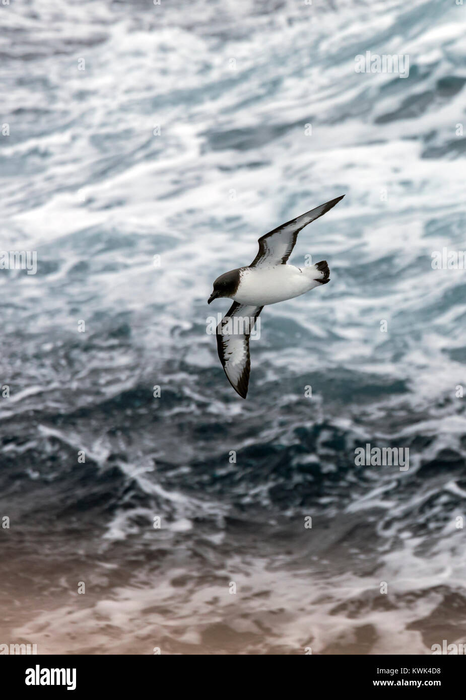 Cape Petrel; Daption capense; bird sorvolando il passaggio di Drake tra Argentina e Antartide Foto Stock