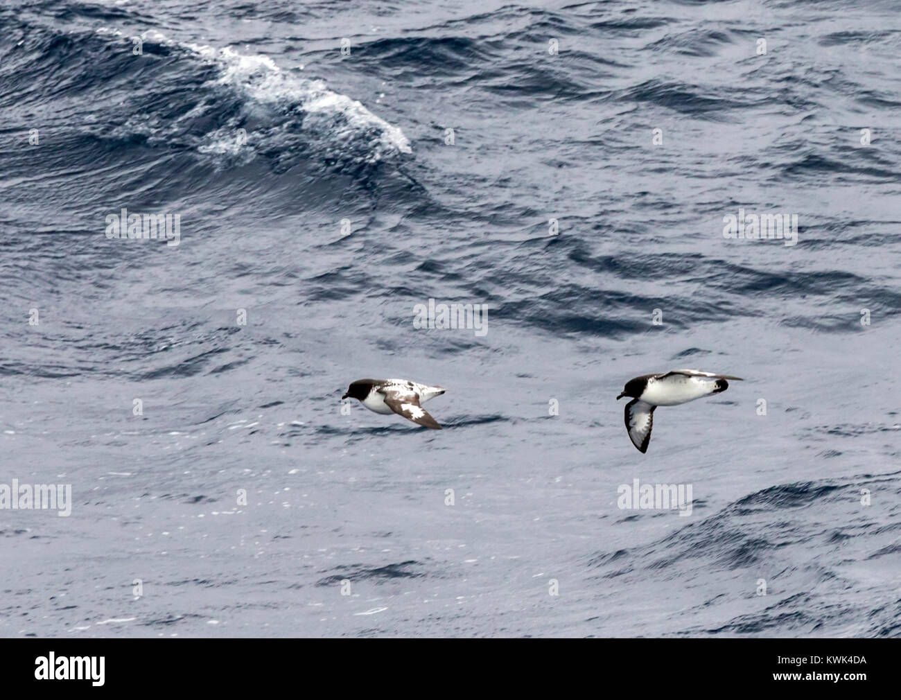 Cape Petrel; Daption capense; bird sorvolando il passaggio di Drake tra Argentina e Antartide Foto Stock