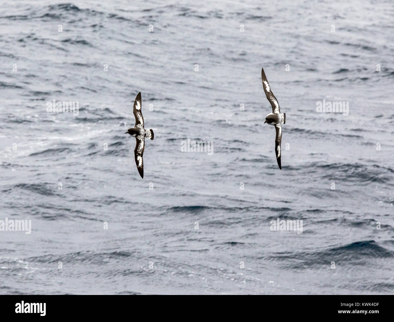 Cape Petrel; Daption capense; bird sorvolando il passaggio di Drake tra Argentina e Antartide Foto Stock