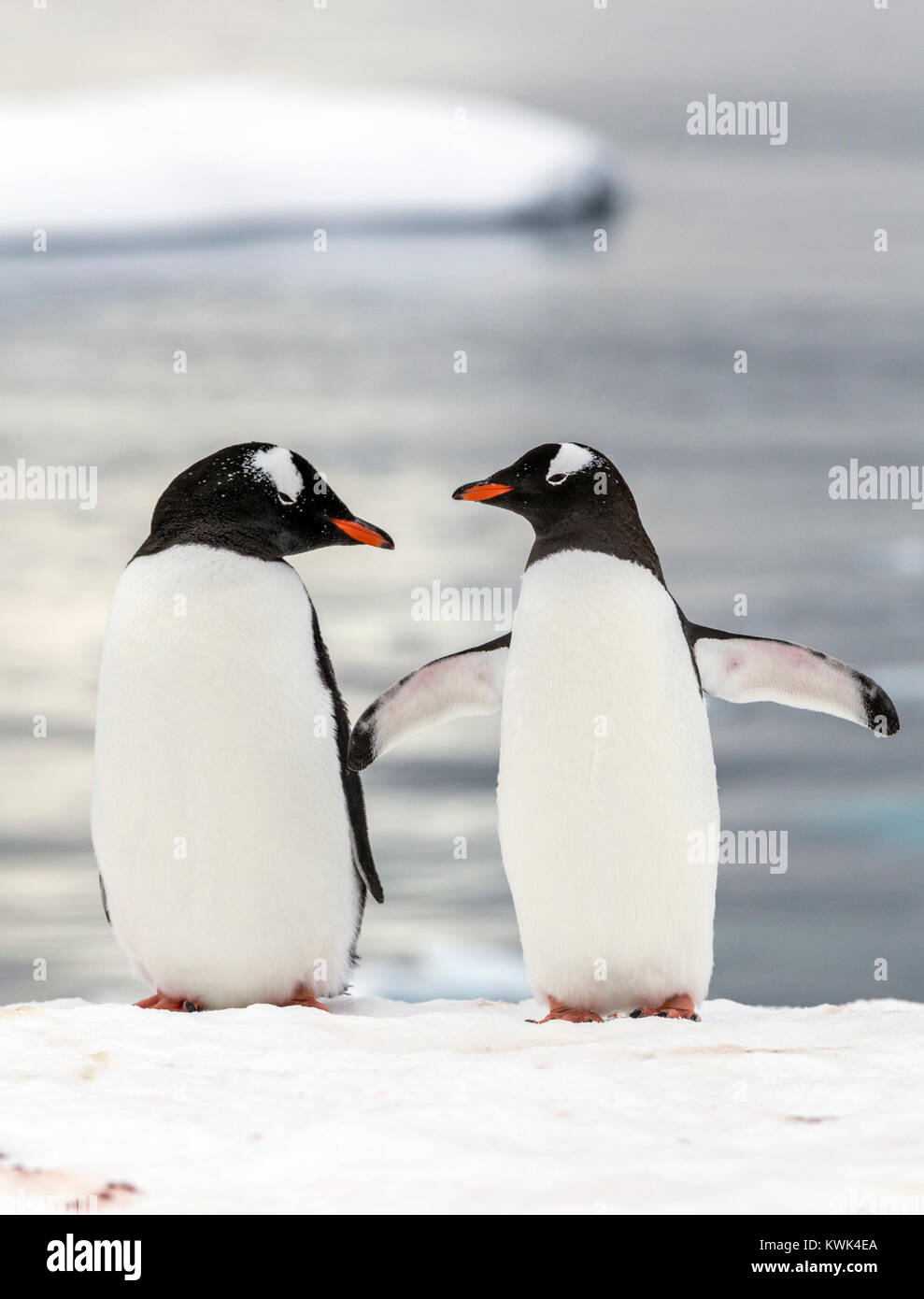 Long-tailed pinguino papua; Pygoscelis papua; de Cuverville Island; Antartide Foto Stock