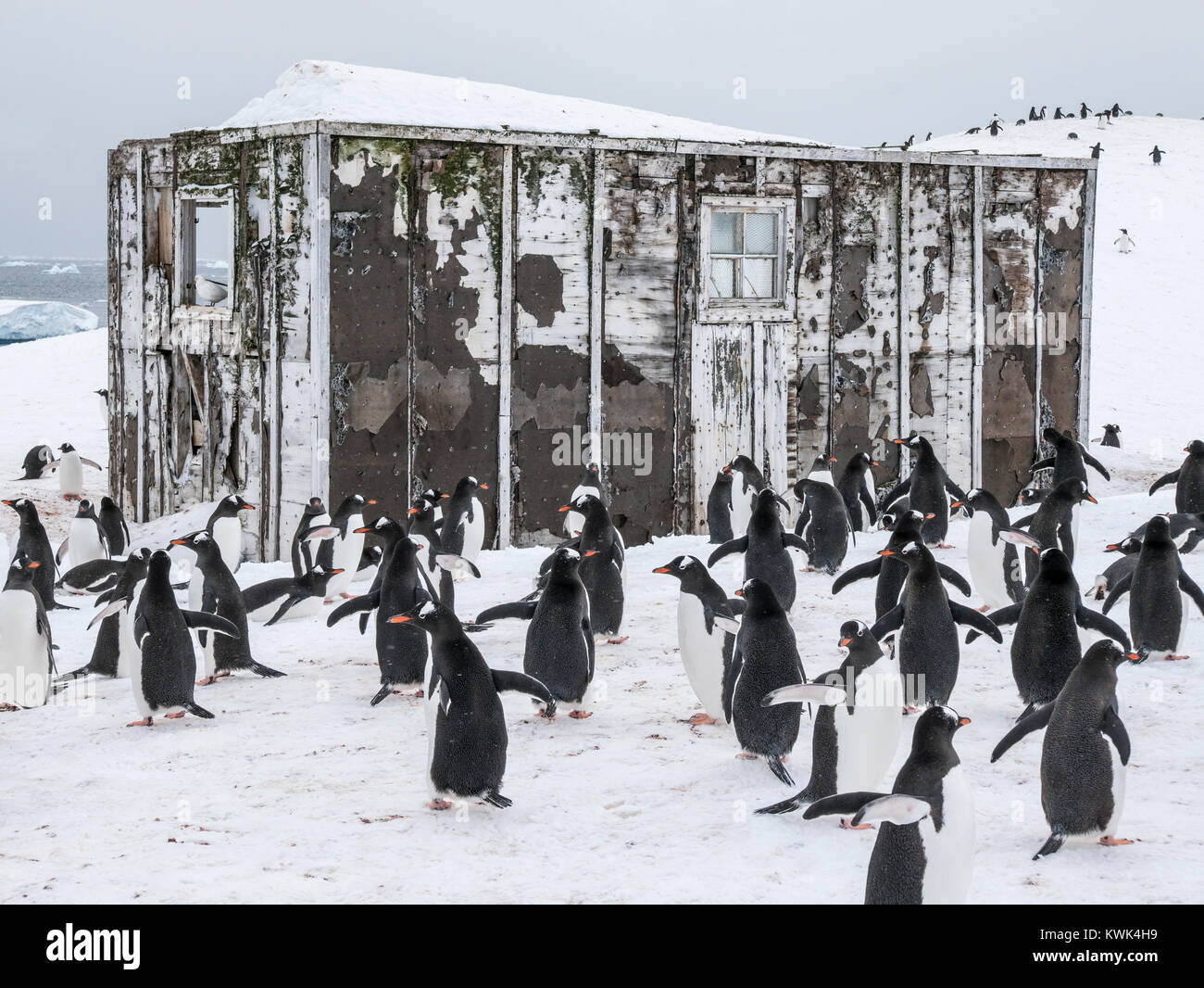 Long-tailed pinguino papua; Pygoscelis papua; cileno Centro di Ricerca; Antartide Foto Stock