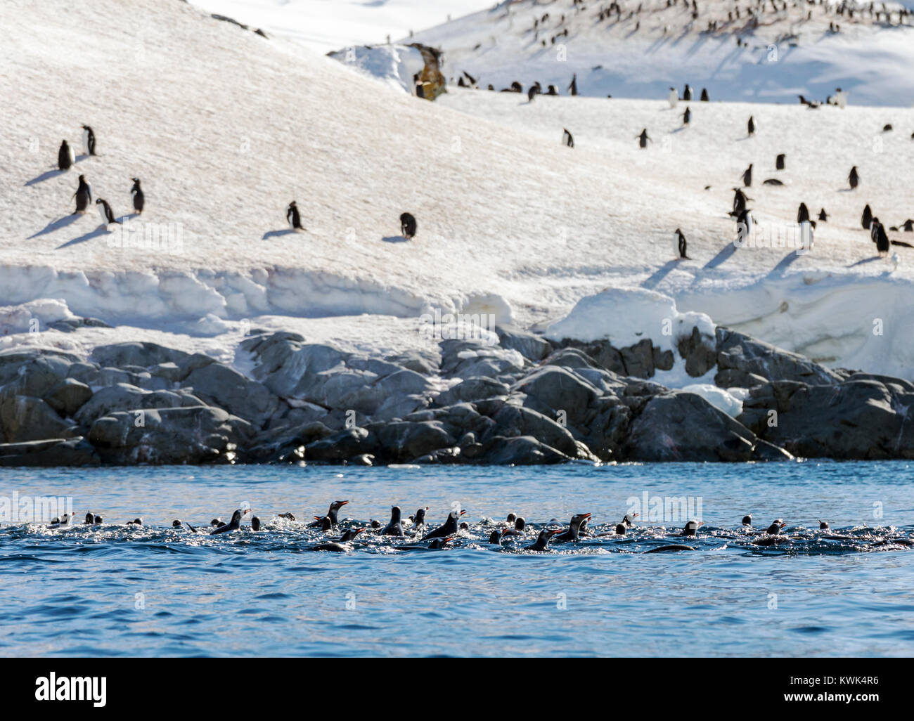 Long-tailed pinguini Gentoo nuoto; Pygoscelis papua; Isola Rongé; penisola Arctowski; Antartide Foto Stock