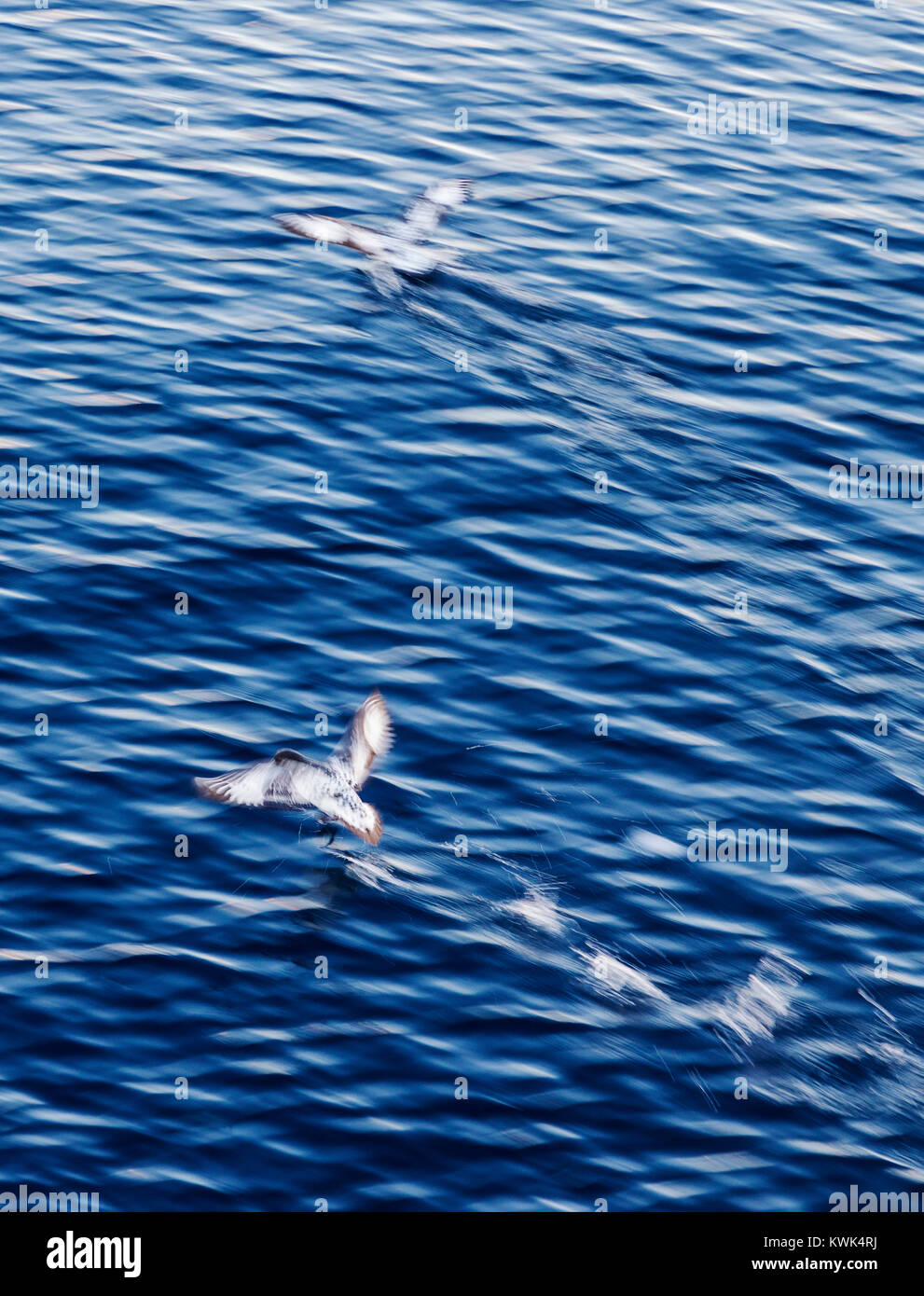 Pan motion blur immagine del gigante meridionale Petrel; Macronectes giganteus; Antartide Foto Stock