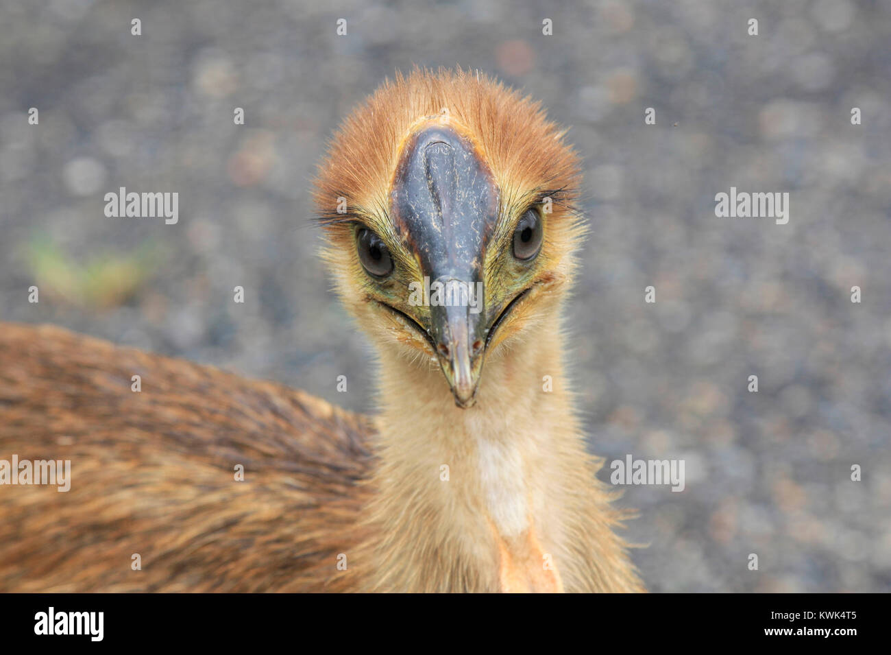 Un pulcino casuario ravvicinata di una vista di testa Foto Stock