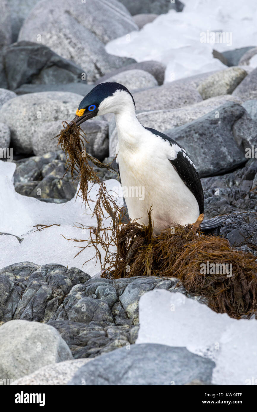 Cormorano; Antartide shag; Leucocarbo bransfieldensis; Blu-eyed shag; bird; raccolta di alghe marine per nido; Half Moon Island; Antartide Foto Stock