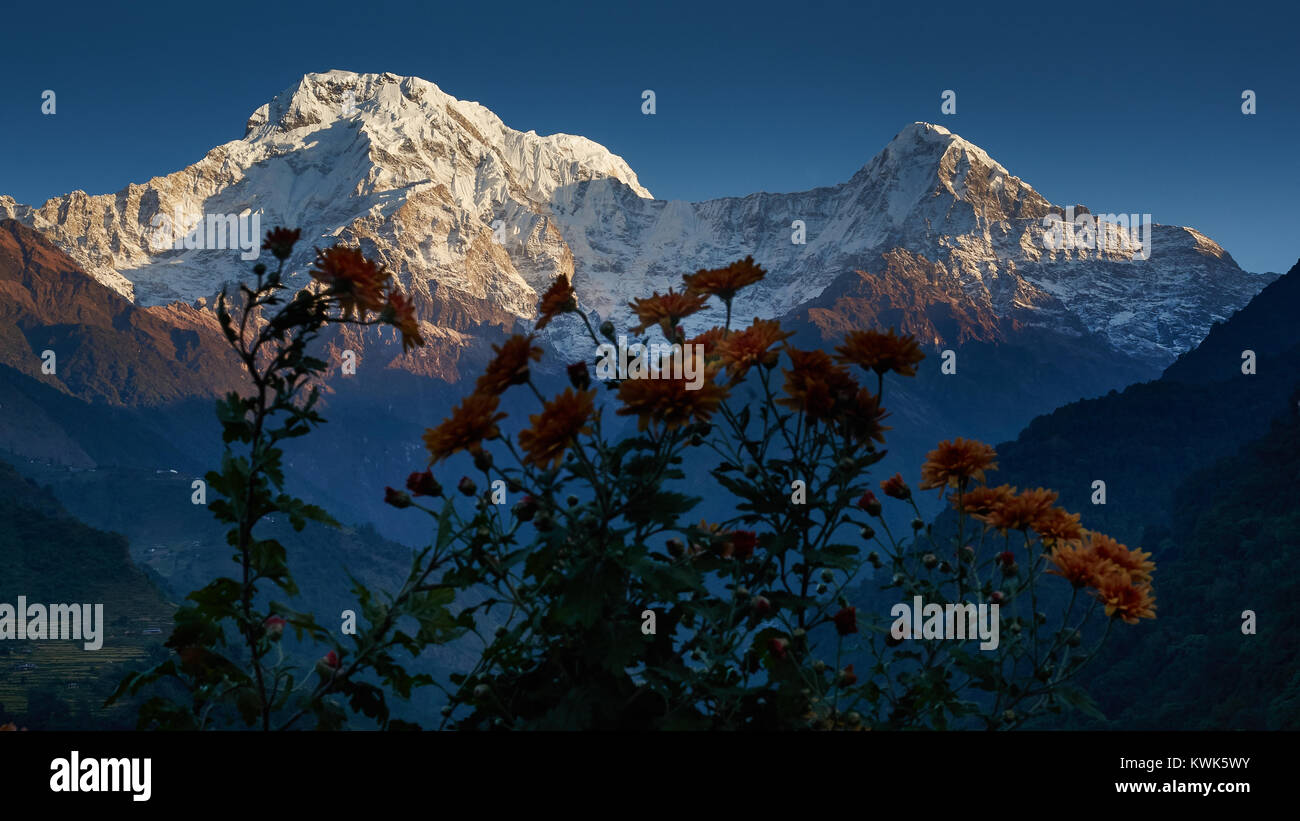 Fiori nella parte anteriore dell'Annapurna sud (Dakshin) e Hiunchuli, Annapurna massif, Nepal Foto Stock