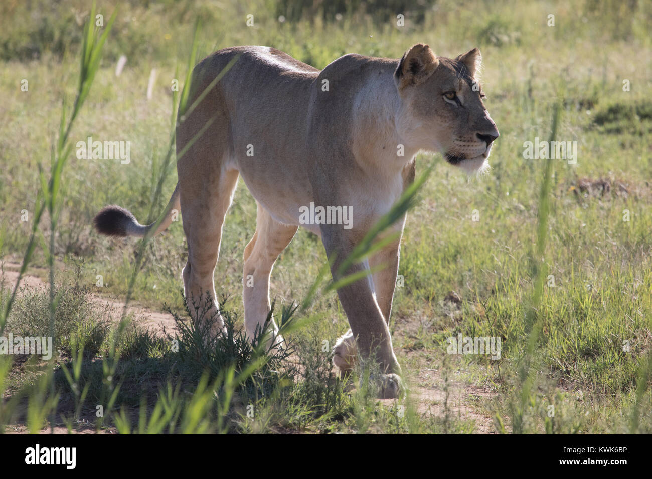 Close up big five Leone femmina (Panthera leo) passeggiate in erba nella luce del mattino con in selvaggina africana farm - Dinokeng Riserva Privata Timbavati Foto Stock