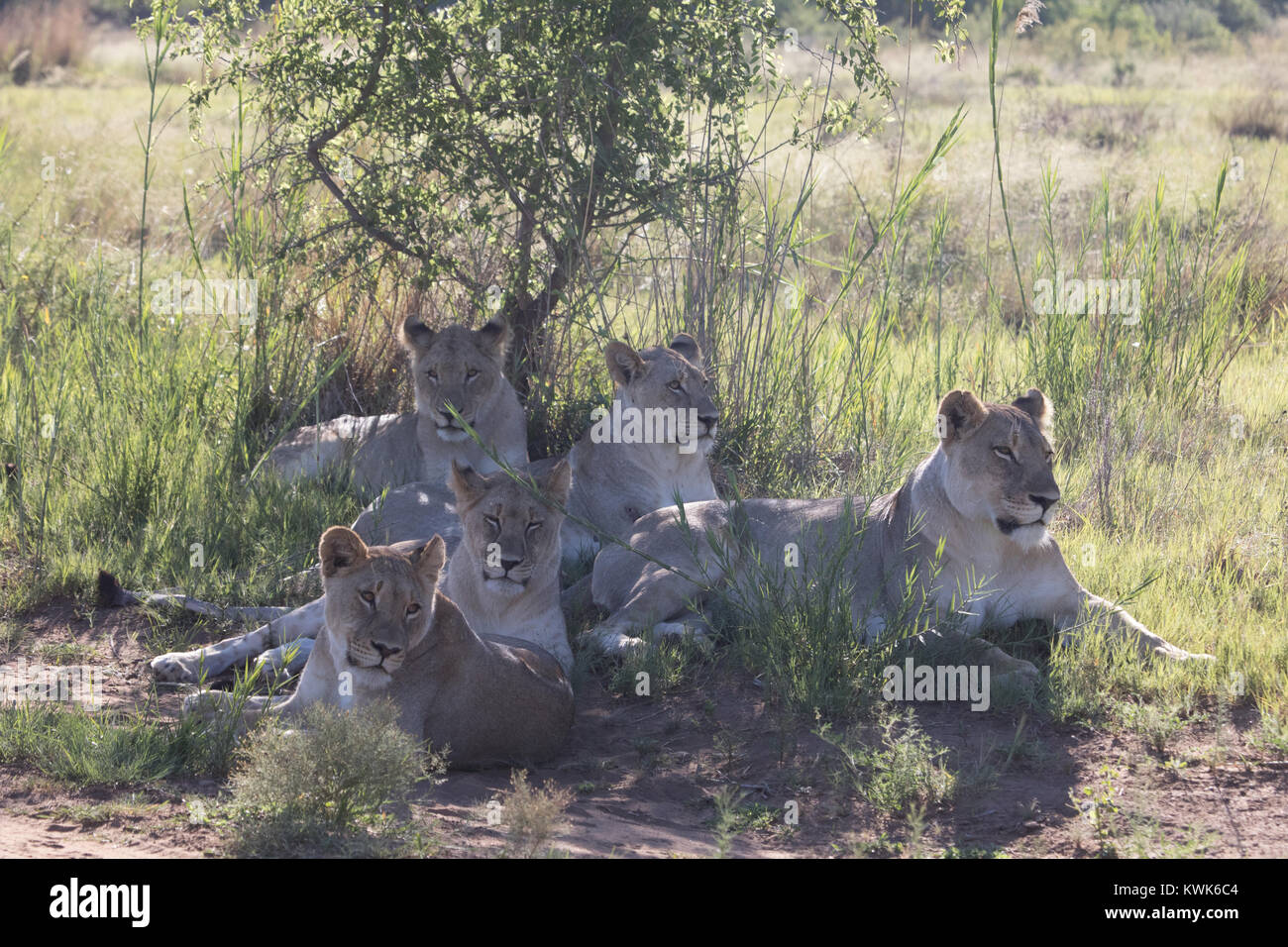 Close up big five Lion pride (Panthera leo) in appoggio sotto agli alberi nella luce del mattino con in selvaggina africana farm - Dinokeng Riserva Privata Timbavati Foto Stock