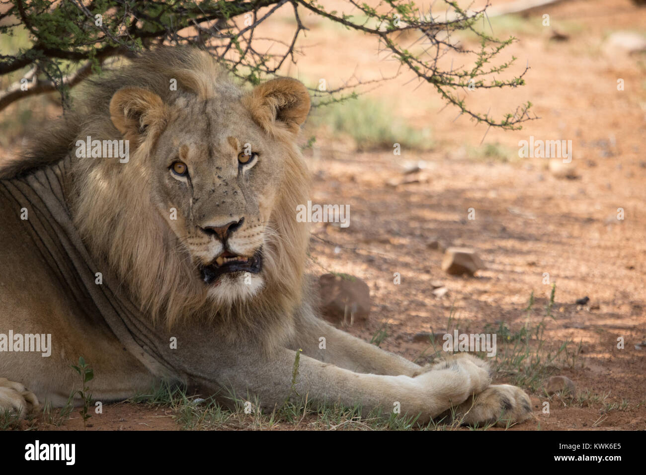 Close up grande cinque maschi selvatici lion seduto sul bordo di una strada in appoggio con in selvaggina africana farm - Dinokeng Riserva Privata Timbavati Foto Stock