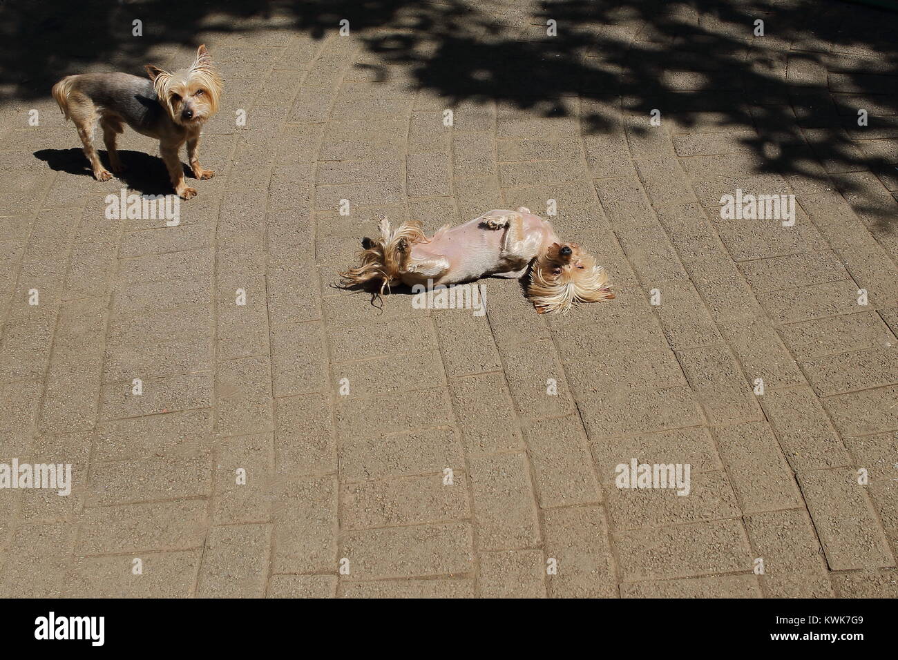 Un piccolo cane marrone si trova sulla sua schiena al sole al di fuori di godersi il calore, l'immagine in formato orizzontale Foto Stock
