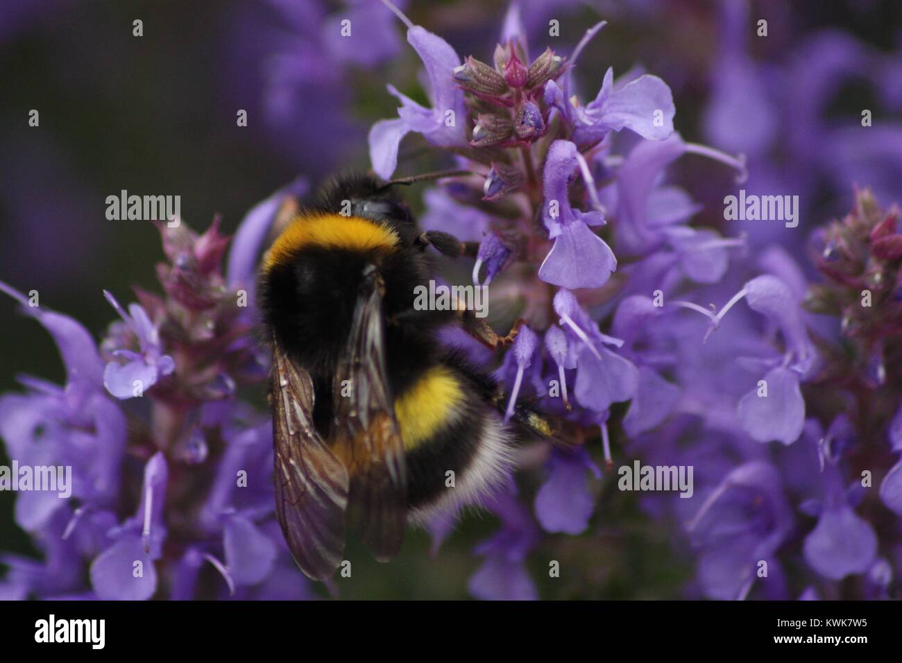 Bumblebee su un fiore viola Foto Stock