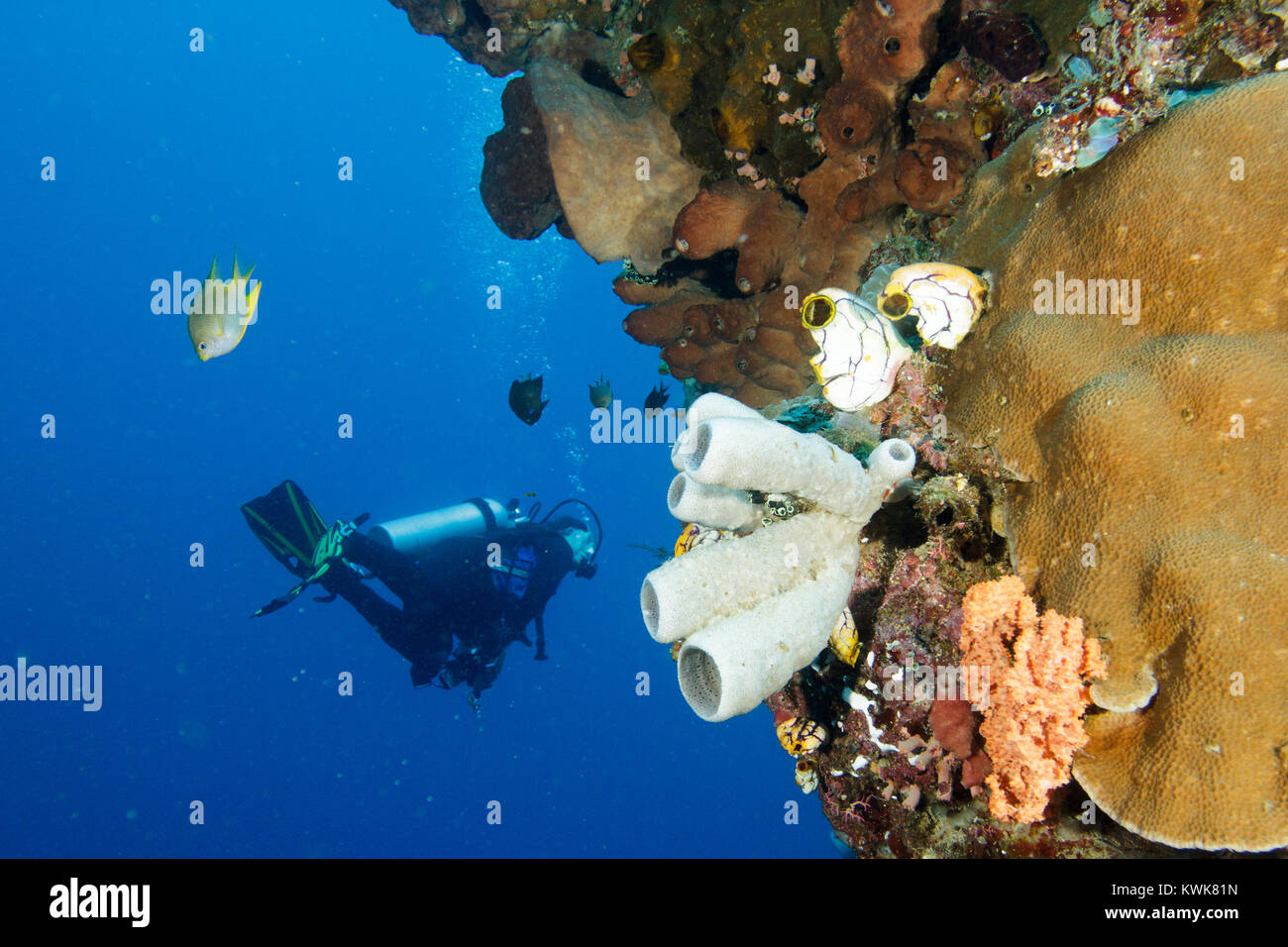Coral reef, parco marino di Bunaken, Nord Sulawesi, Indonesia Foto Stock