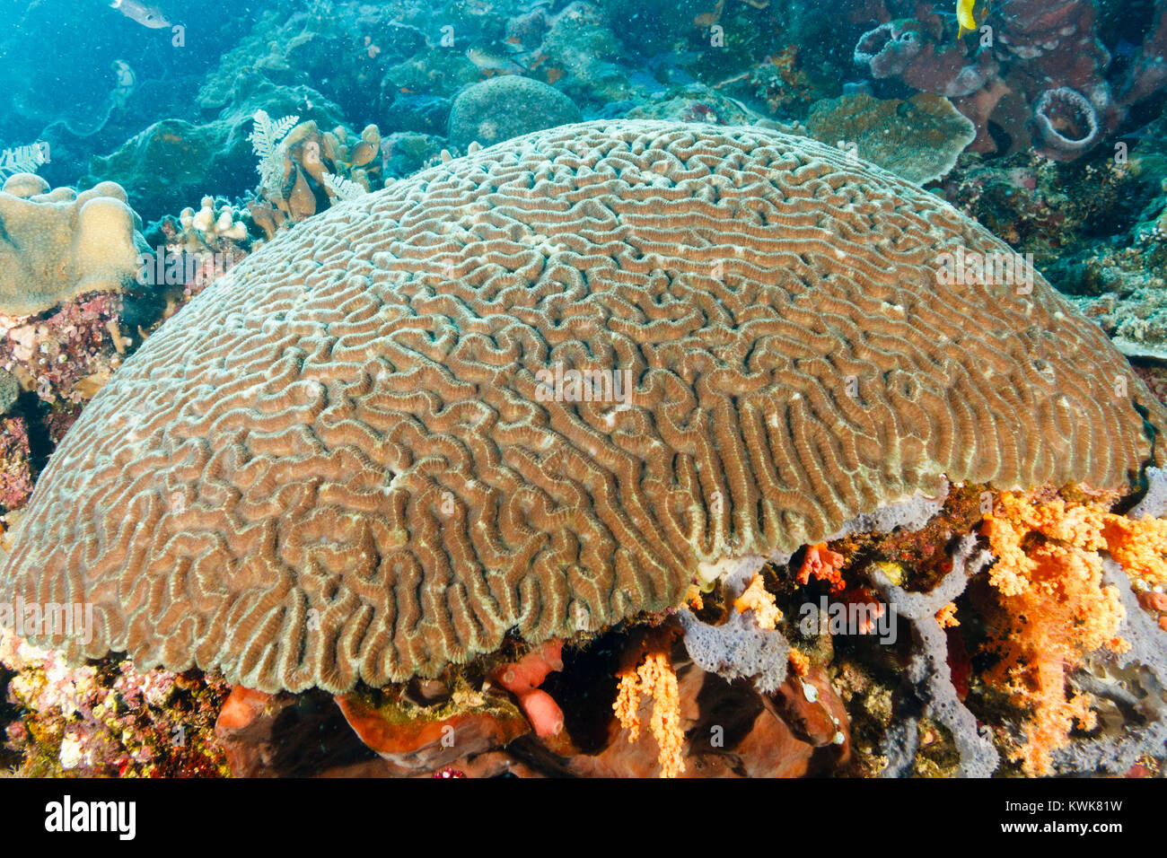 Coral reef, parco marino di Bunaken, Nord Sulawesi, Indonesia Foto Stock