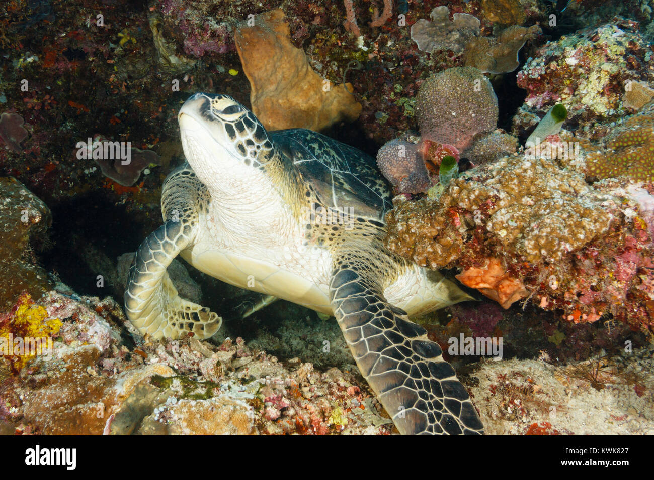 Tartaruga Verde (Chelonia Mydas) Parco Marino di Bunaken in Nord Sulawesi, Indonesia Foto Stock